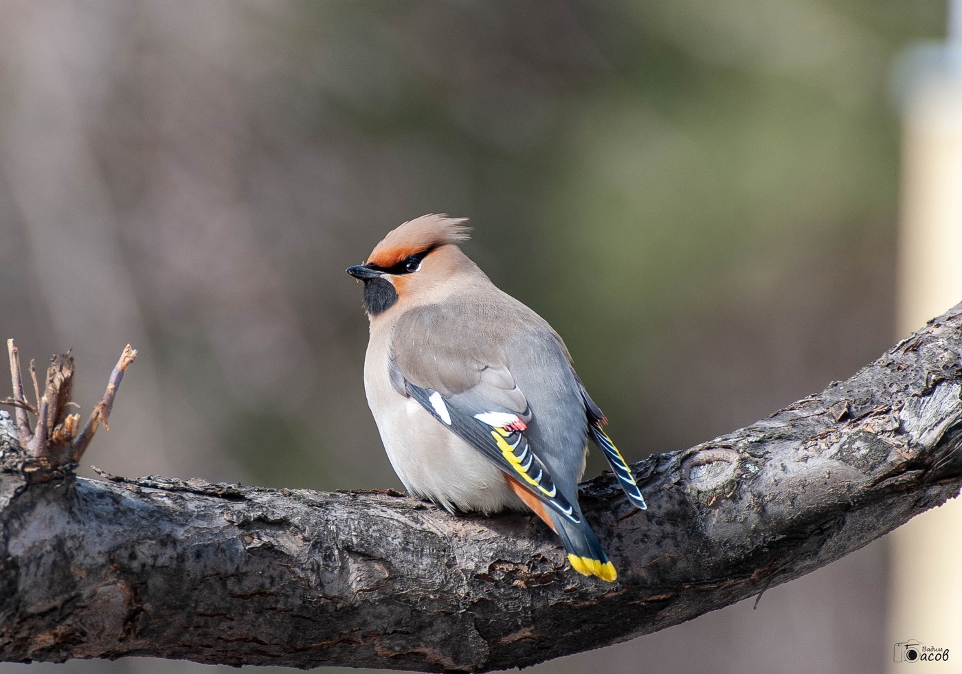 Свиристель.