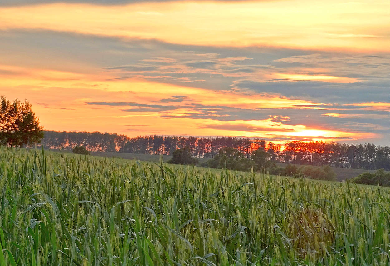 Летний вечер
