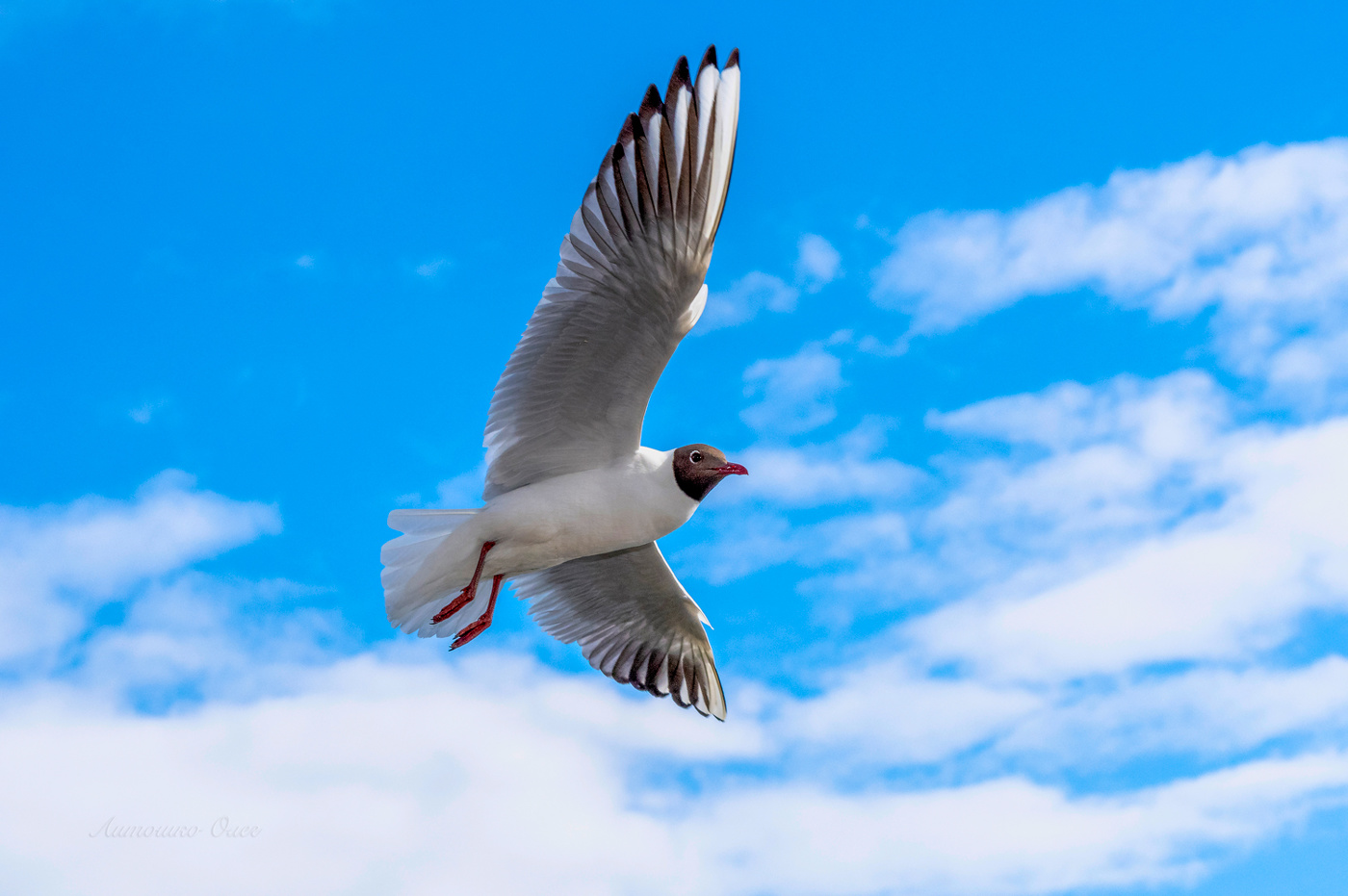 Чайка озёрная.