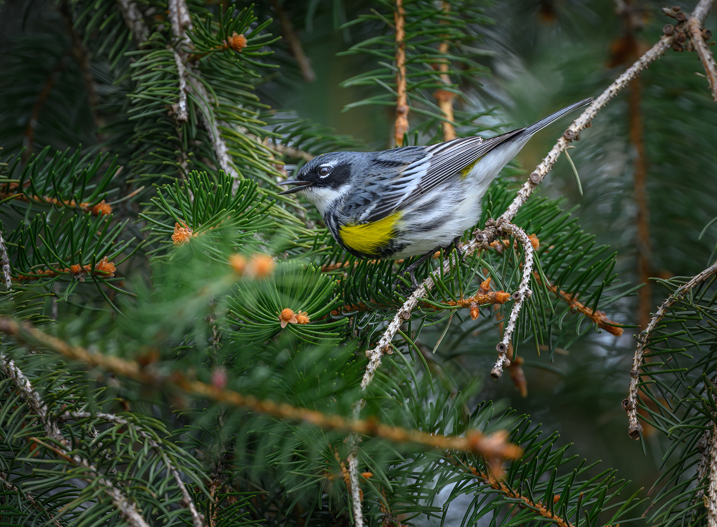Yellow-rumped warbler