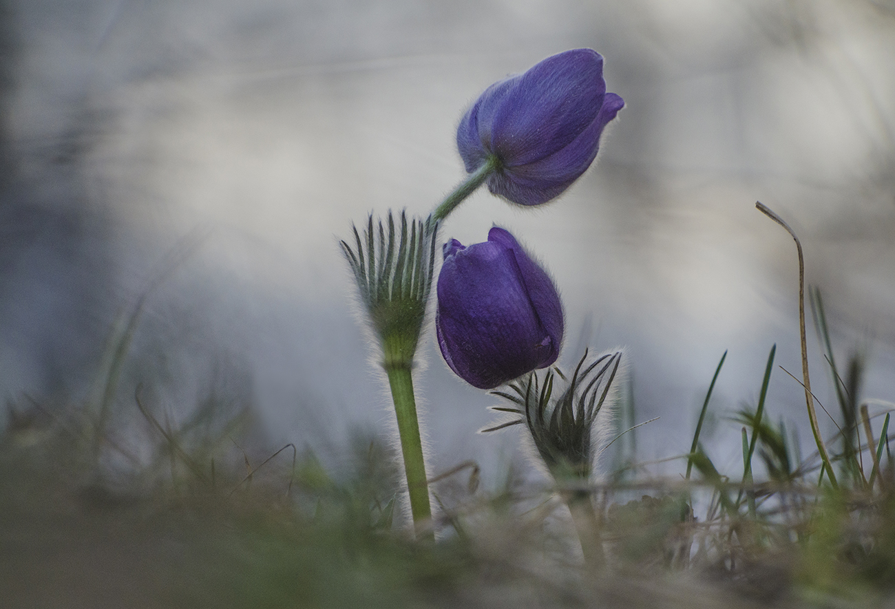 Не тюльпаны и не лилии
