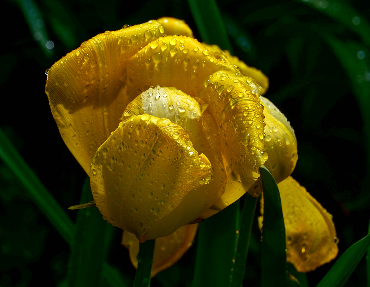 После дождя