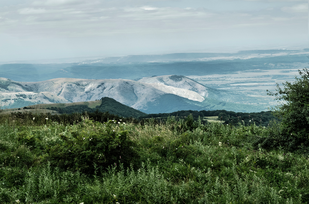 Трава по пояс