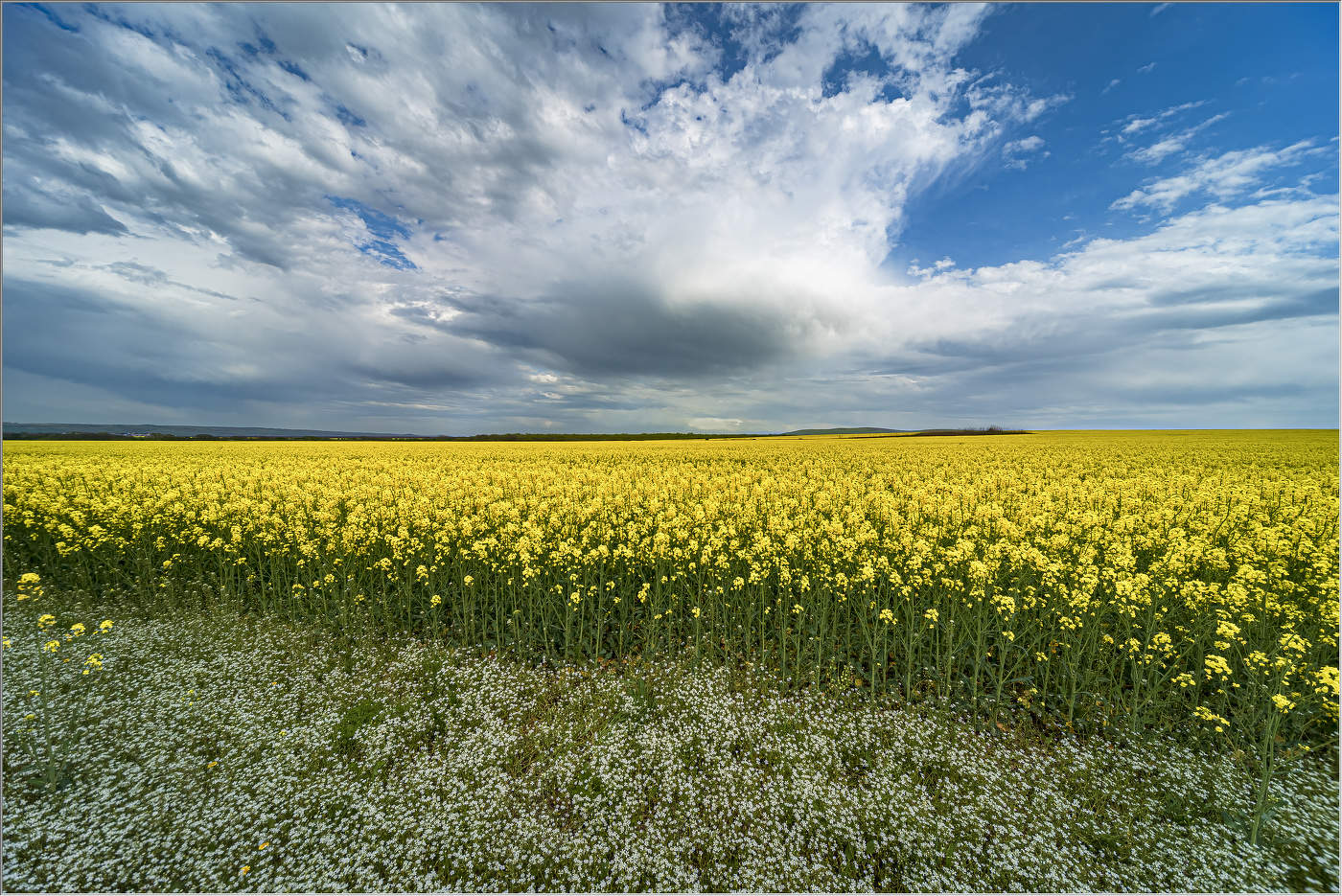 Кубань весенняя