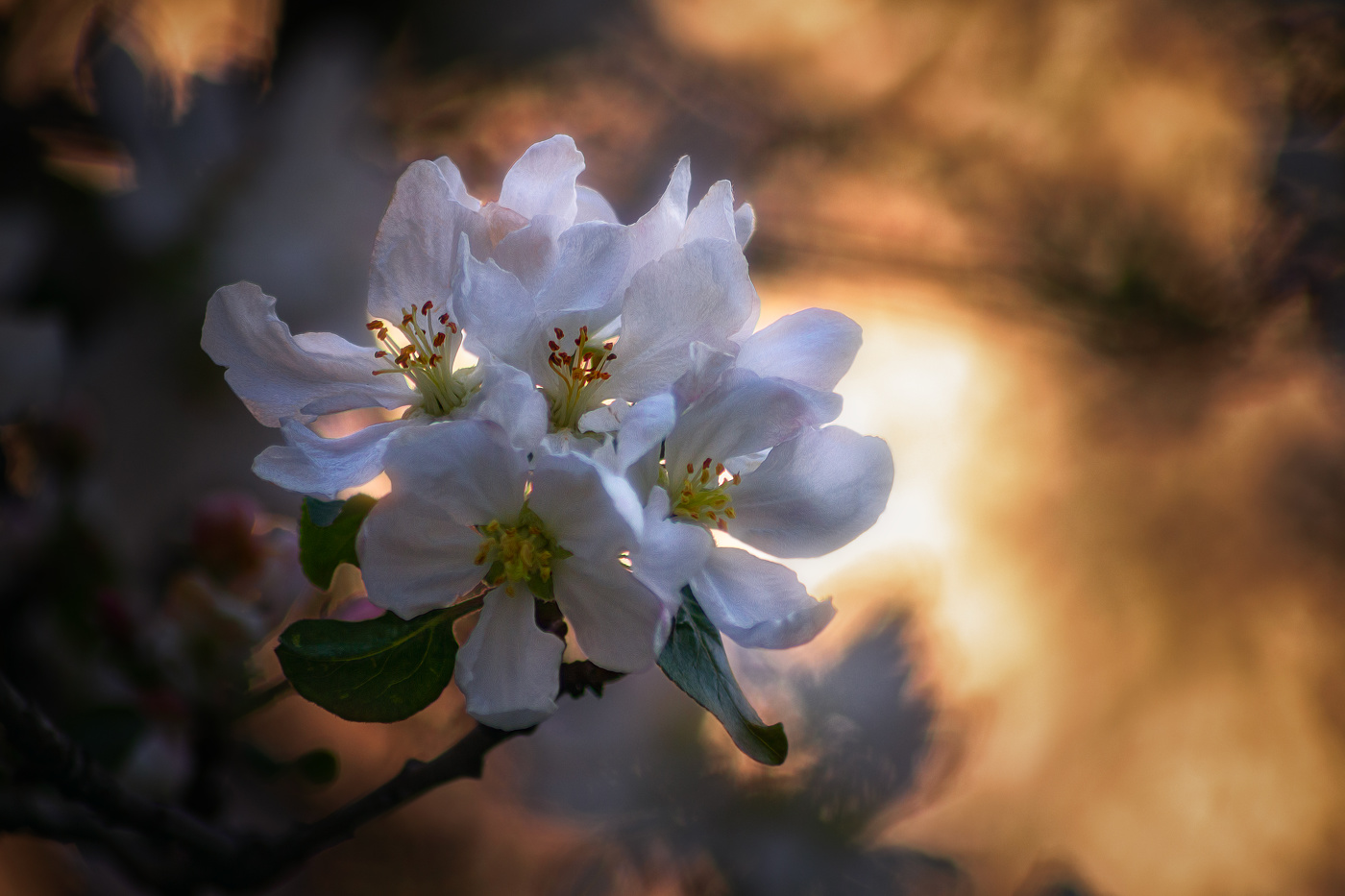 Апрельские танцы на закате солнца...