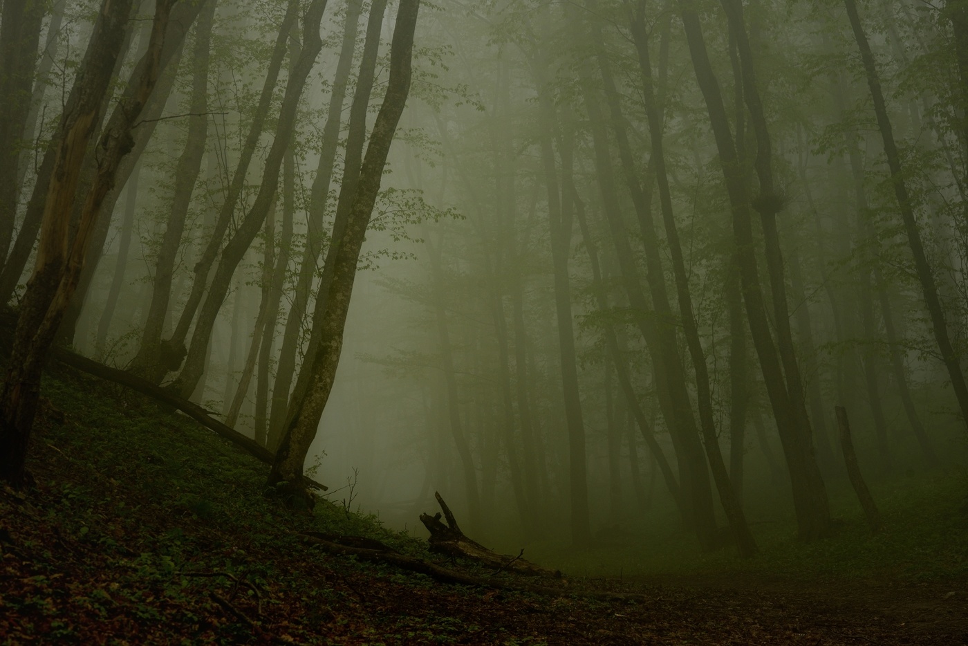 Туманное утро