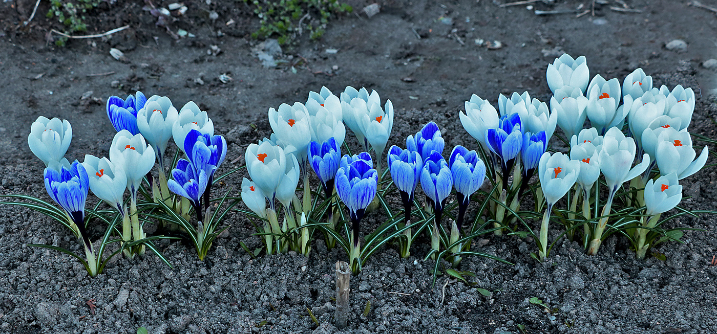 Парад крокусов