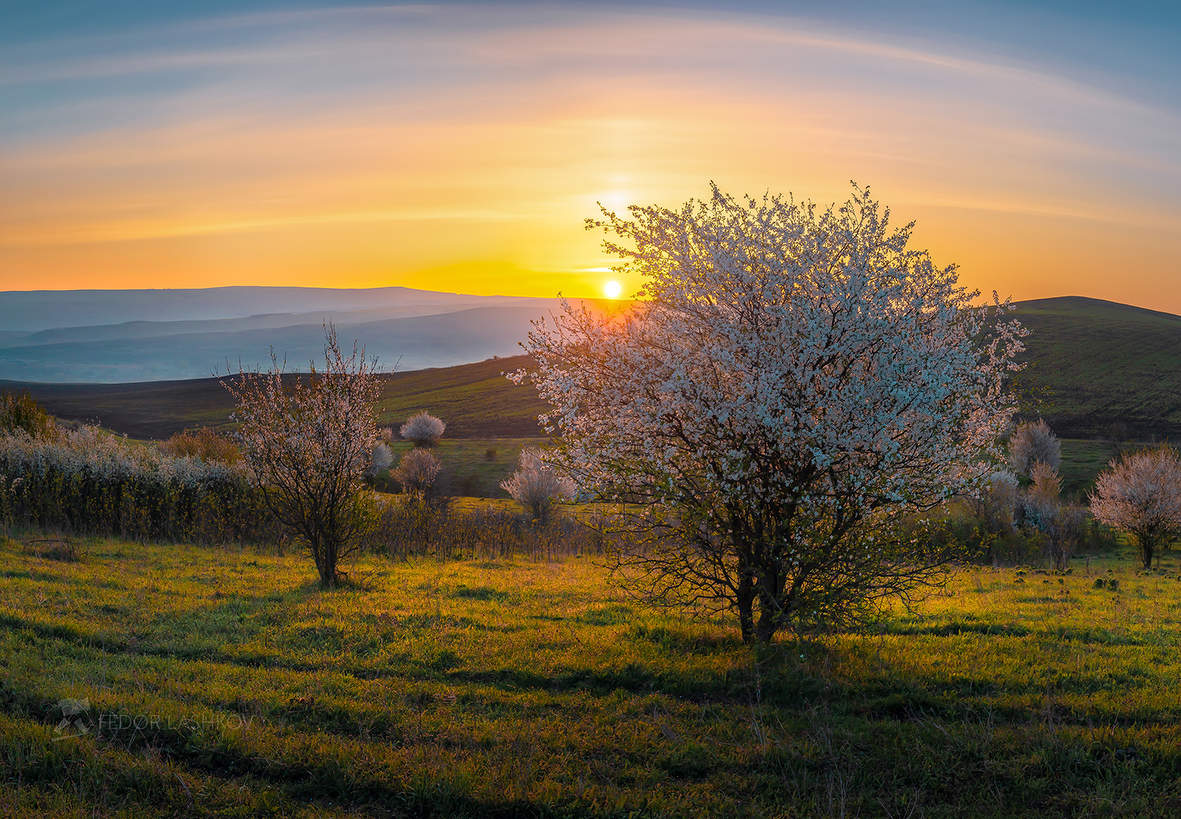 Запах цветения