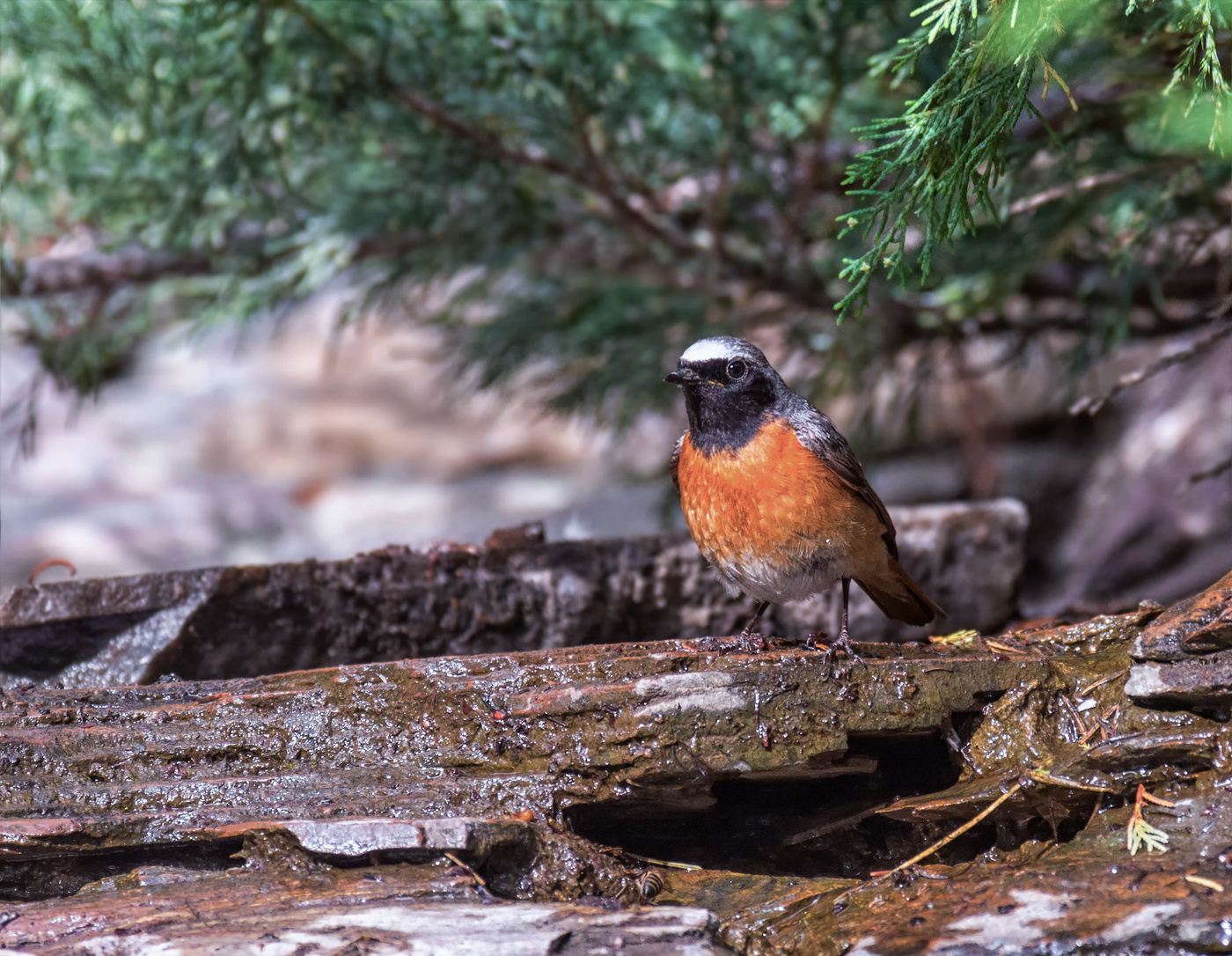 прилетел освежиться в ручье..