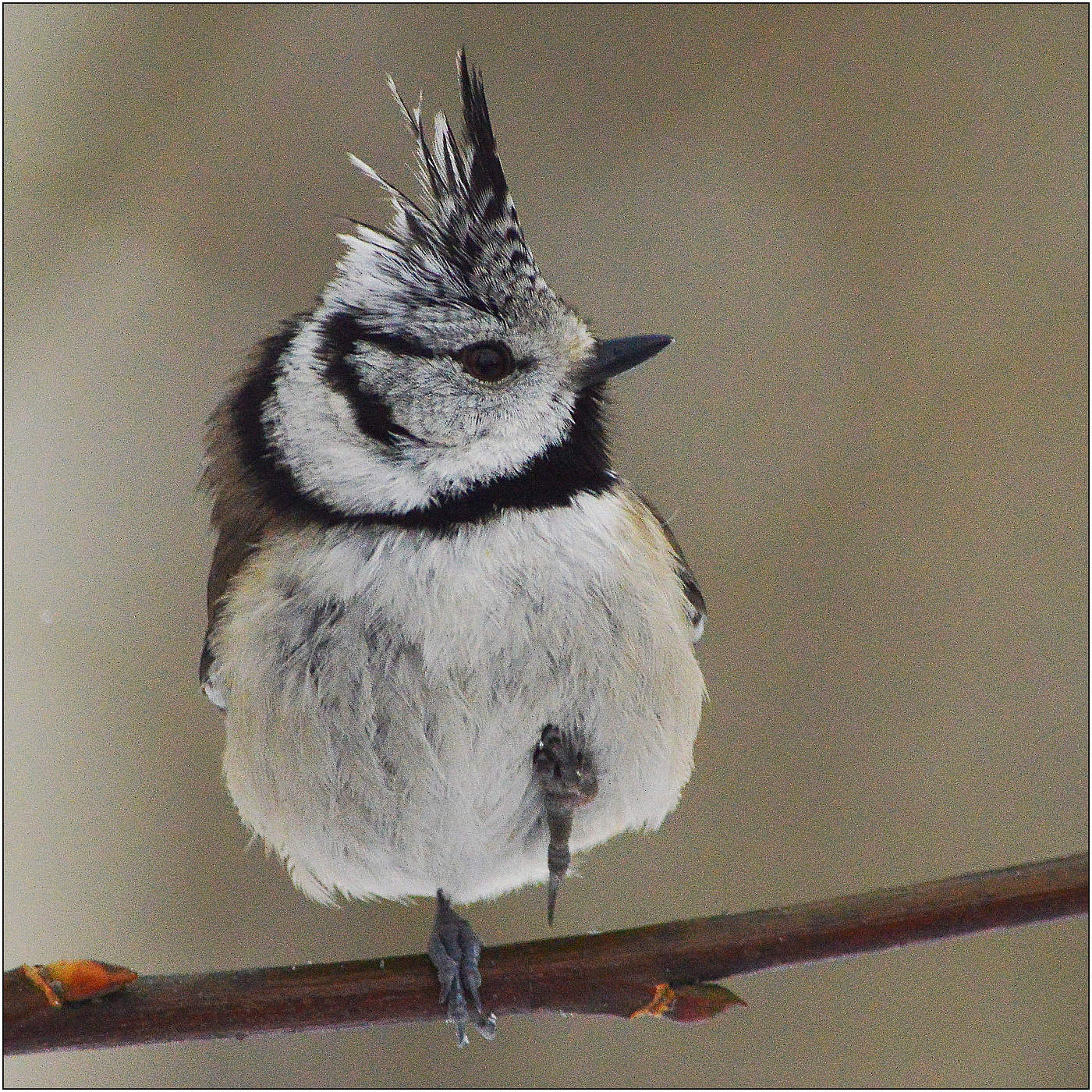 Парадный шаг.