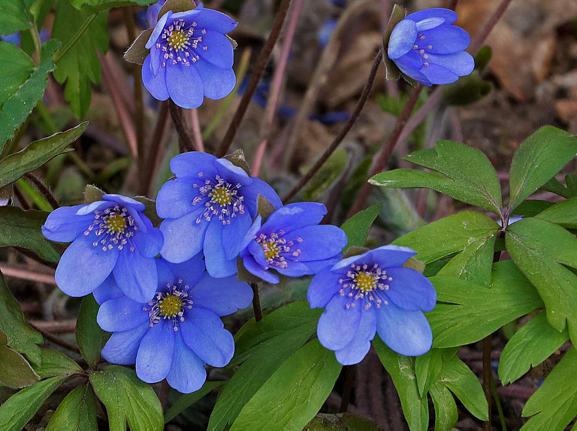 Печёночница