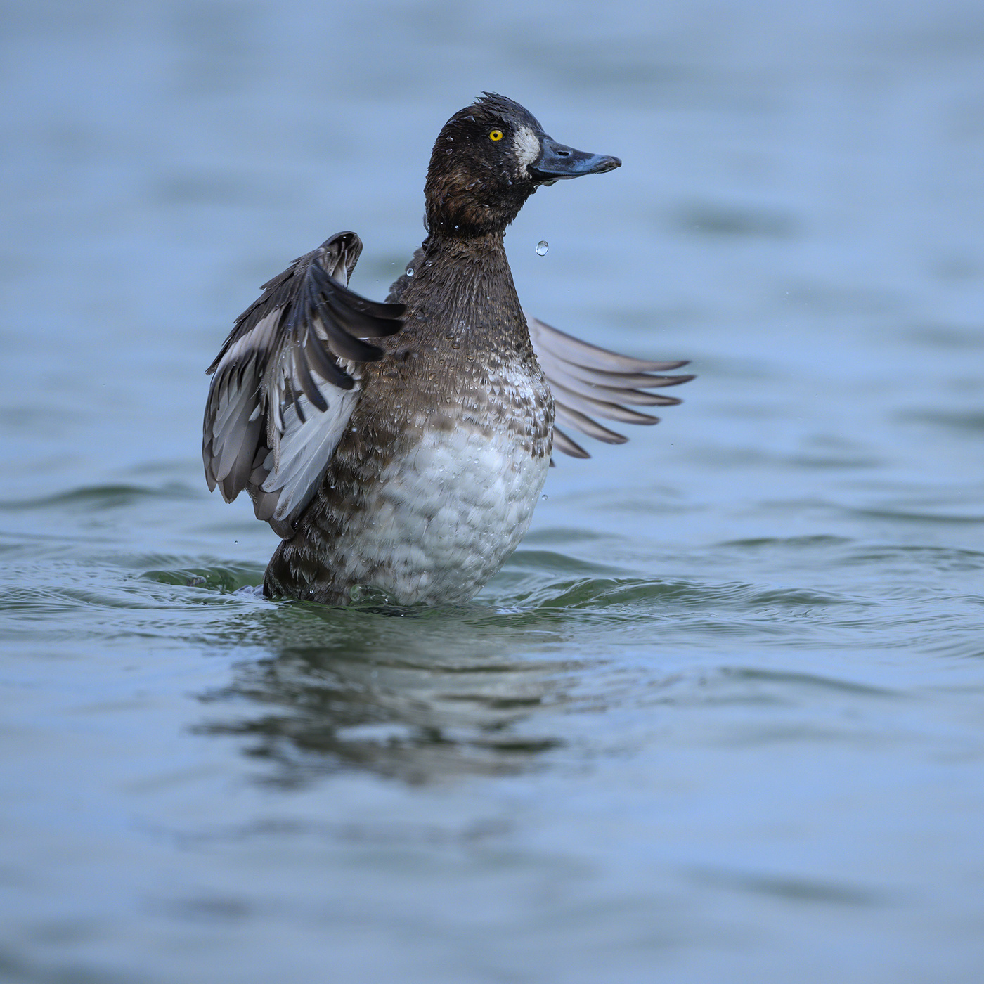 Lesser scaup (f)