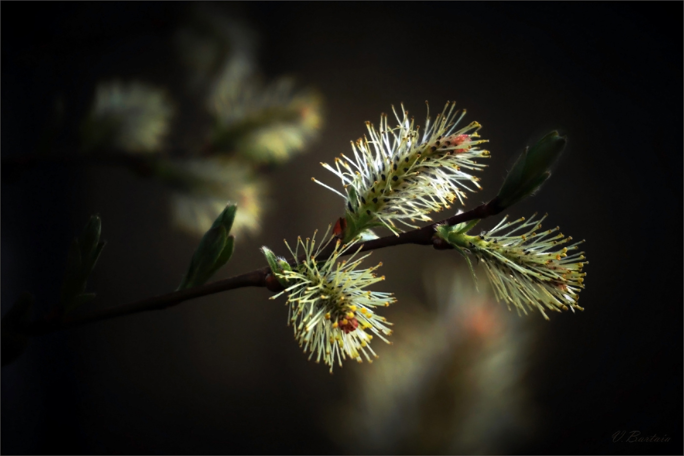 С весною тет-а-тет