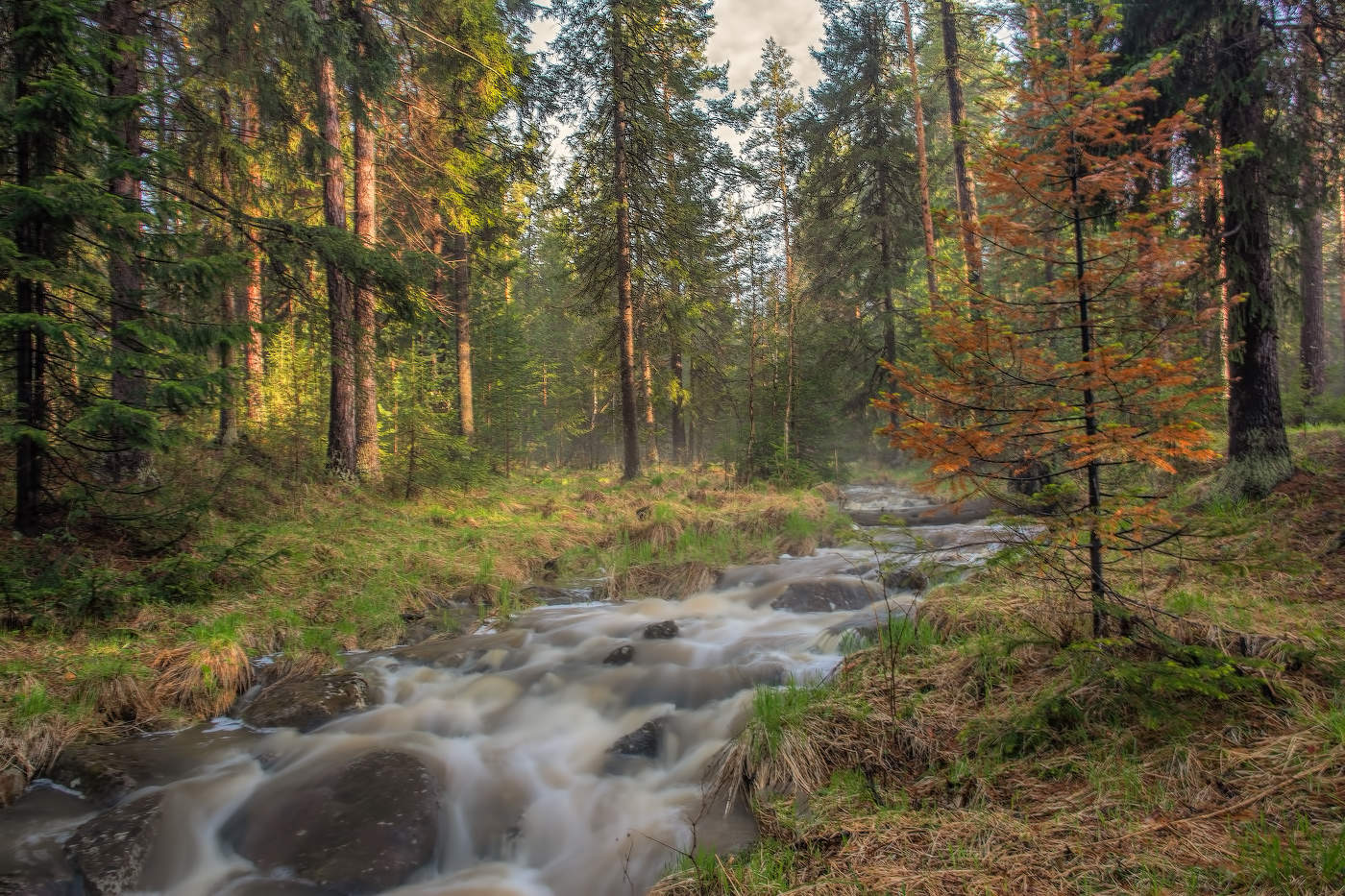 В весеннем лесу
