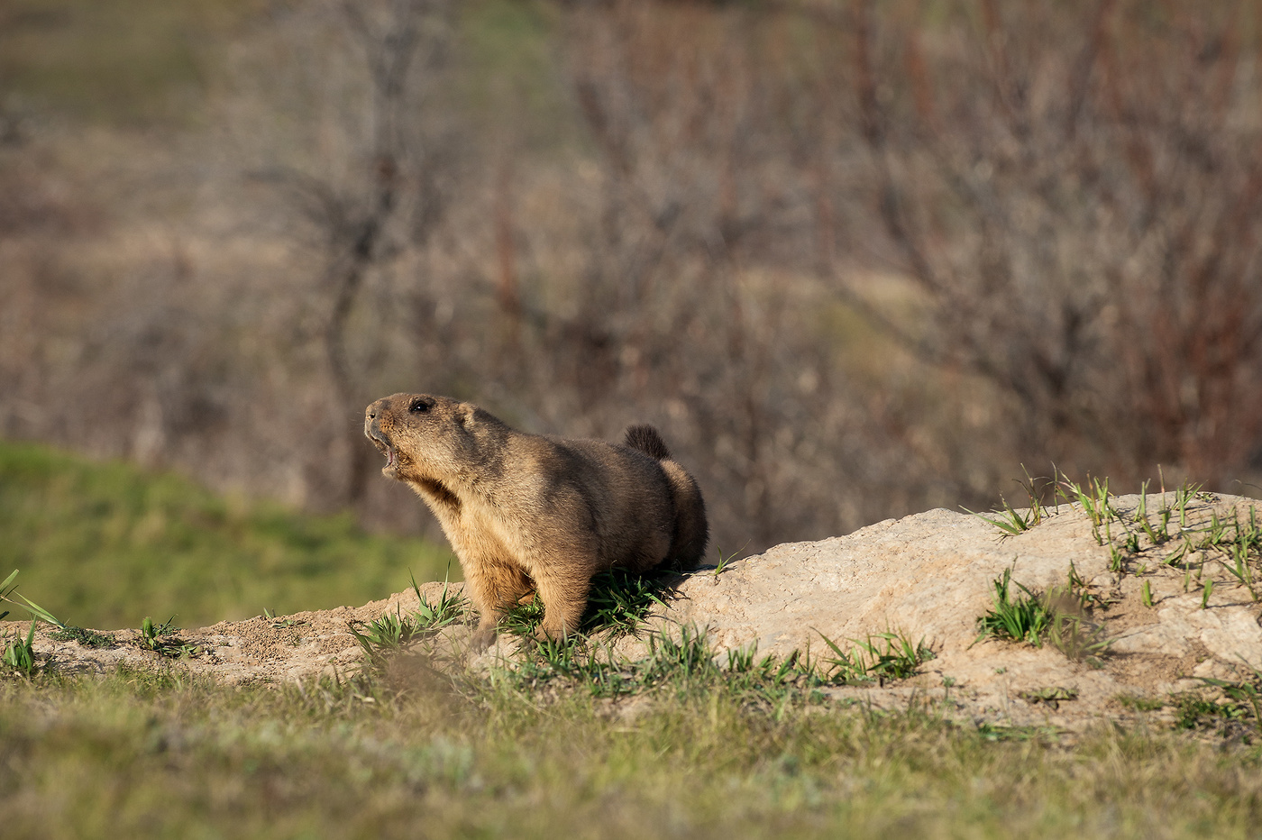 Перекличка...