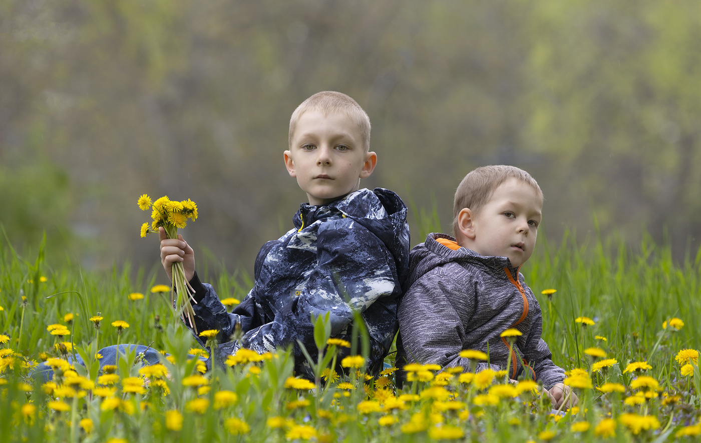 Одуванчики