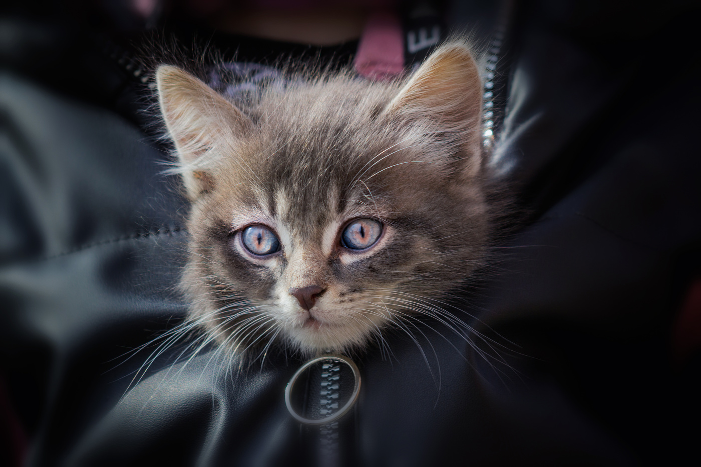 Пушистый портрет