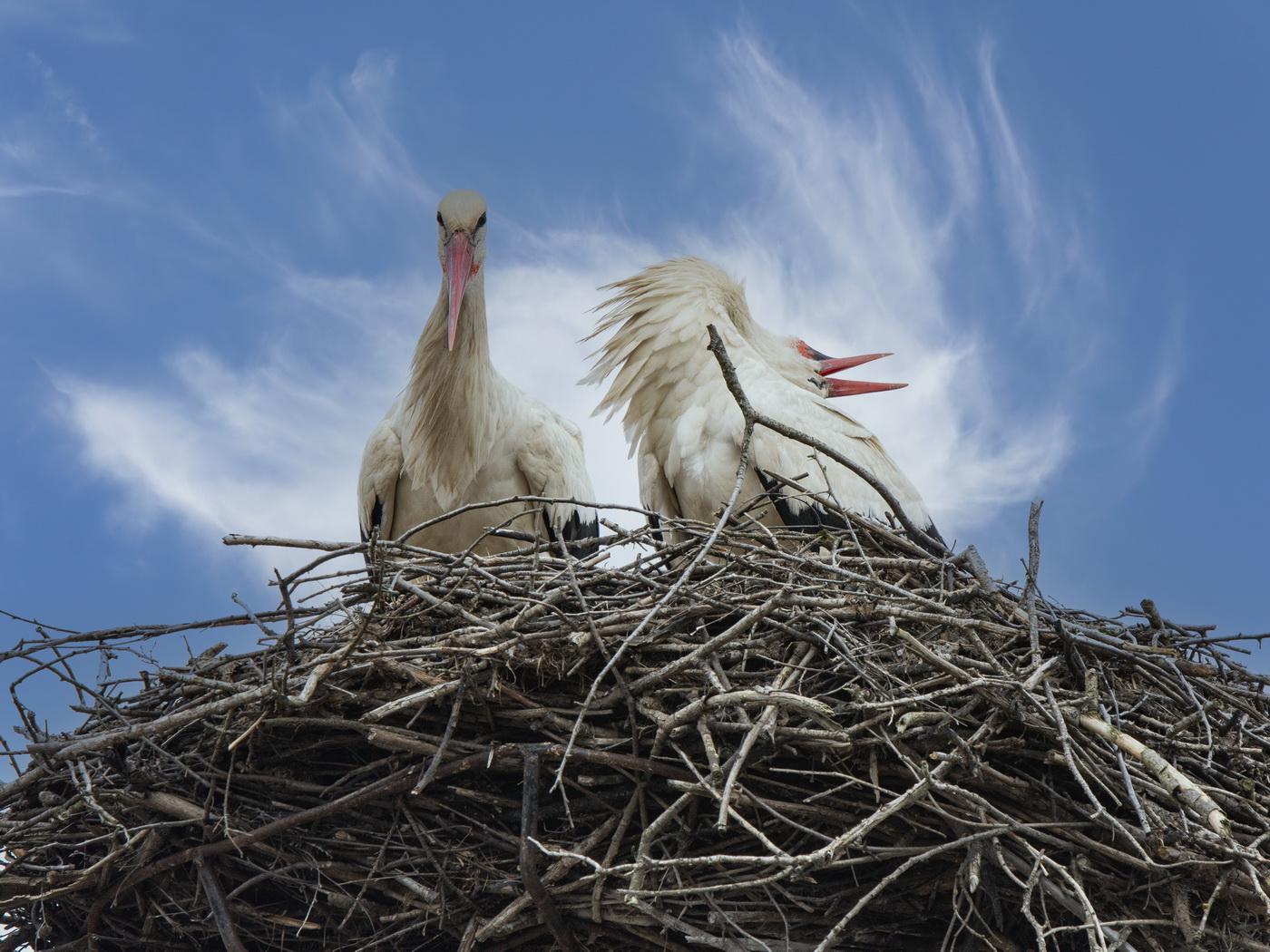 Весенняя песня