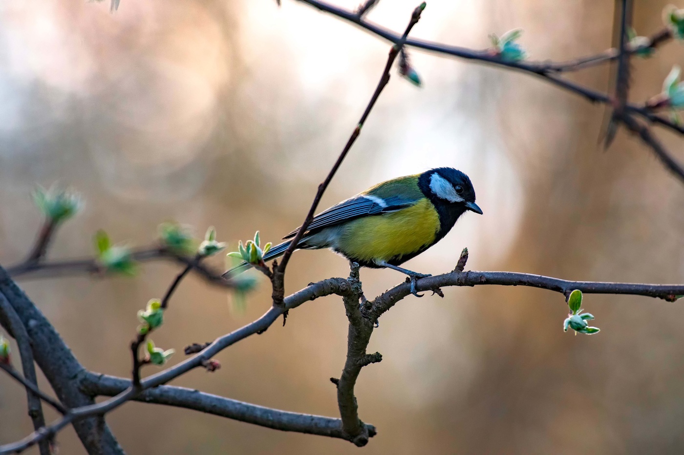 Белая синица