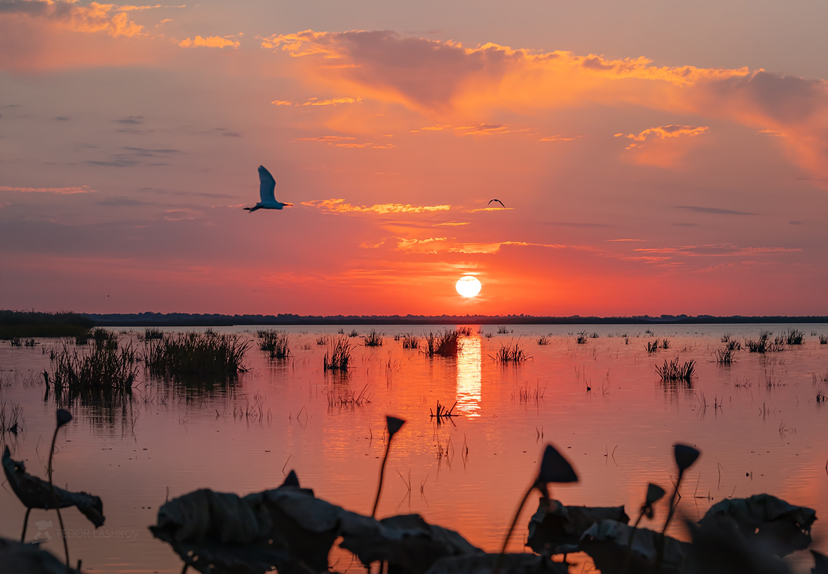 Рассвет в царстве птиц