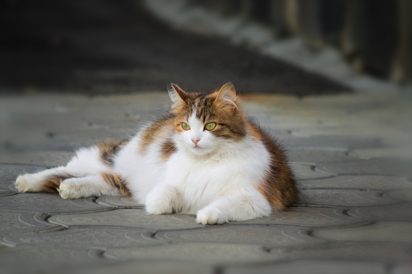 Рубенсовская модель