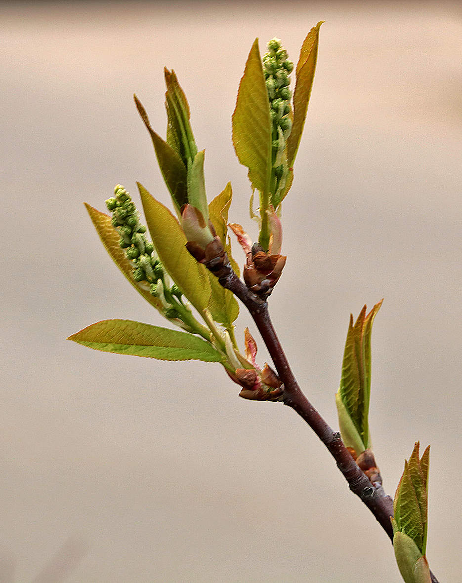 Пробуждение