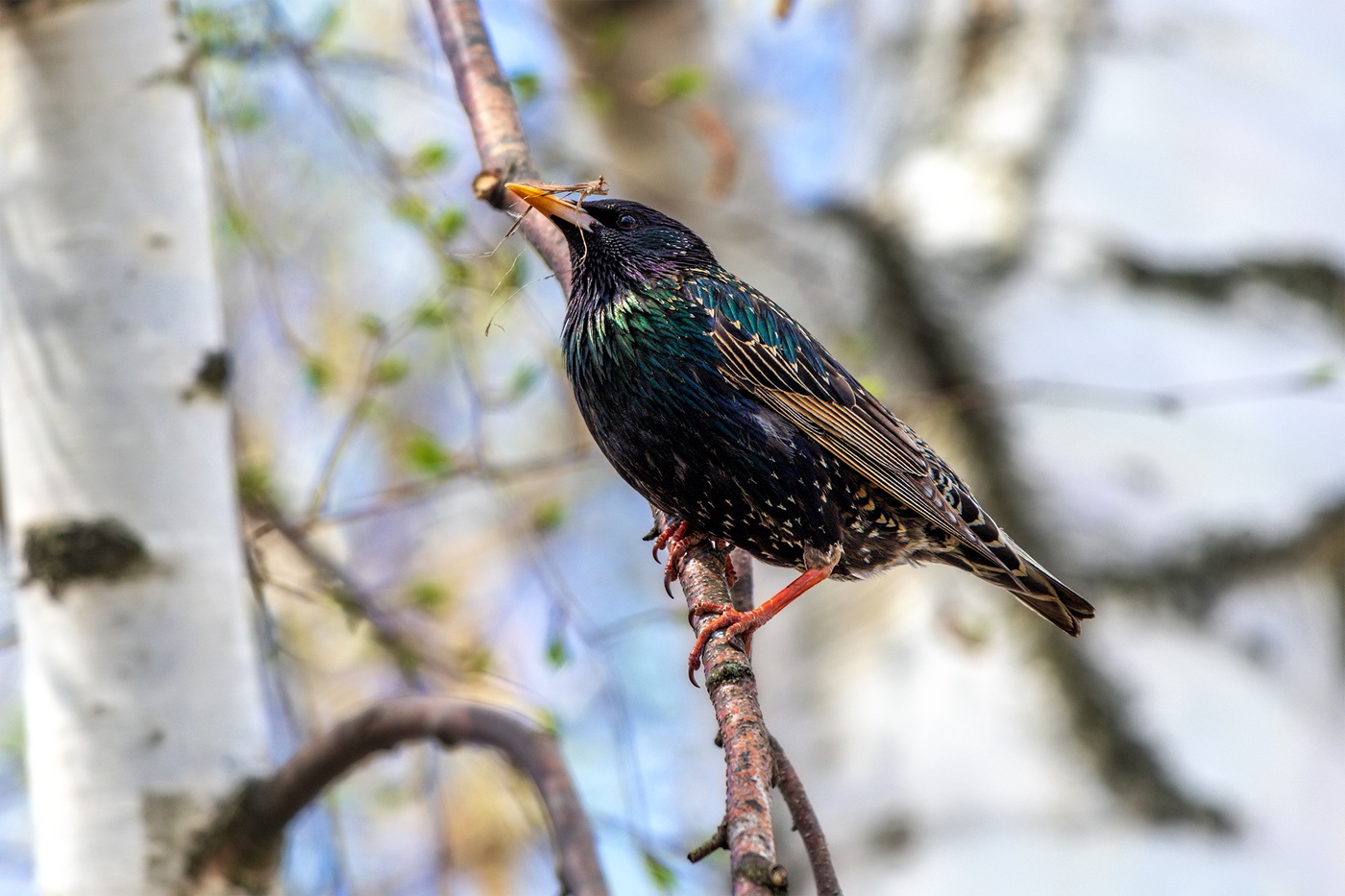 Весенние хлопоты.