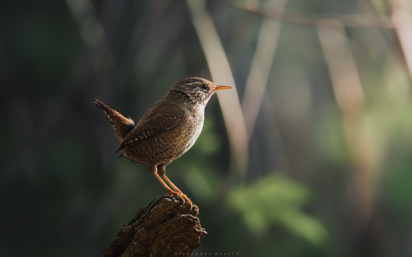 Вечером под кустом