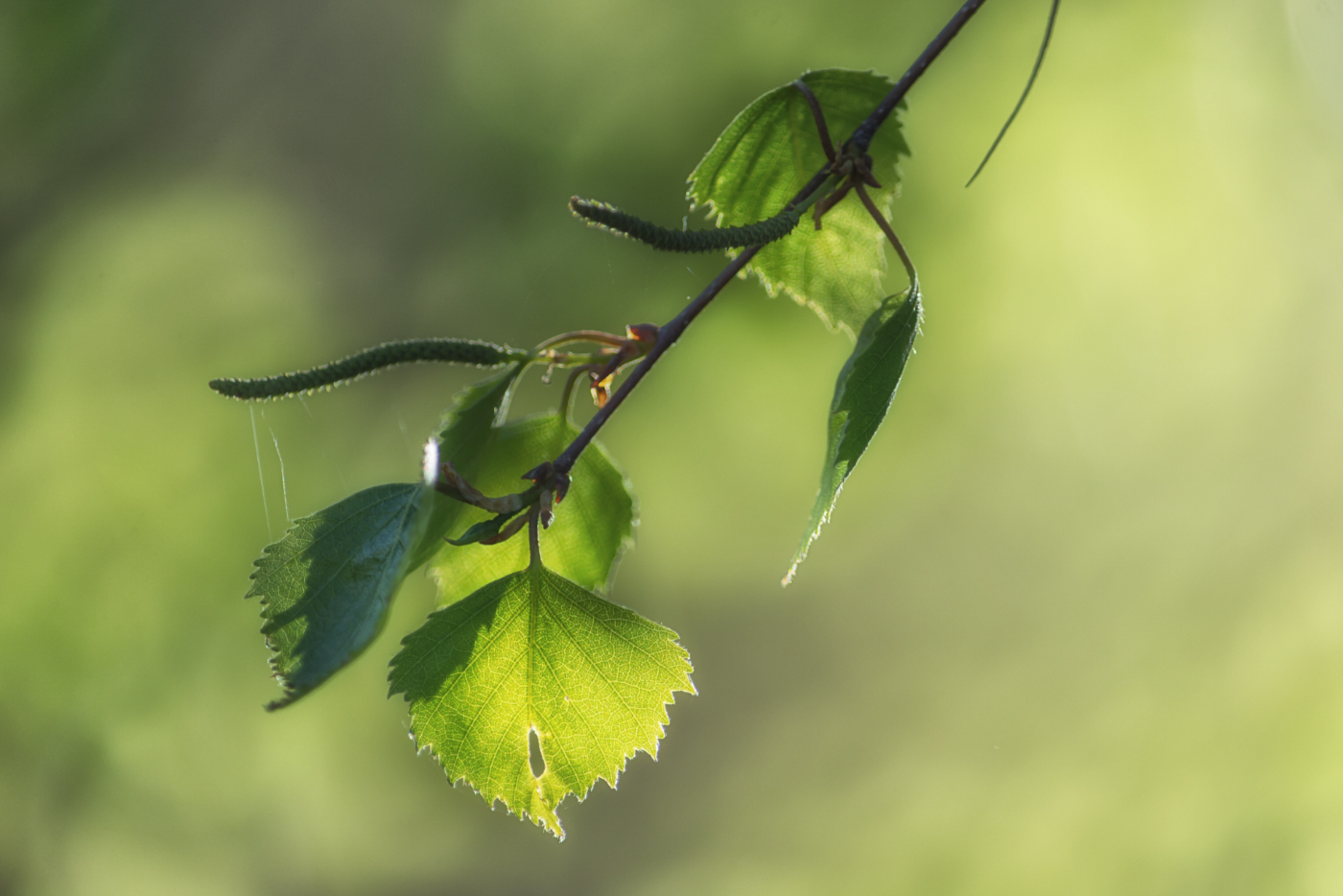 Этюды апреля.