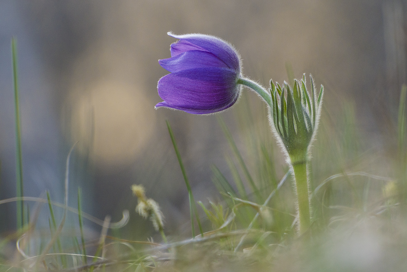 Апрелем разбужен был
