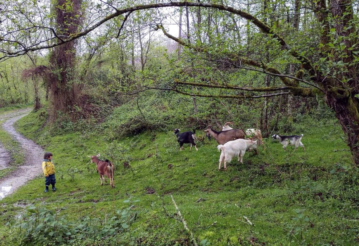 Маленький пастушок.