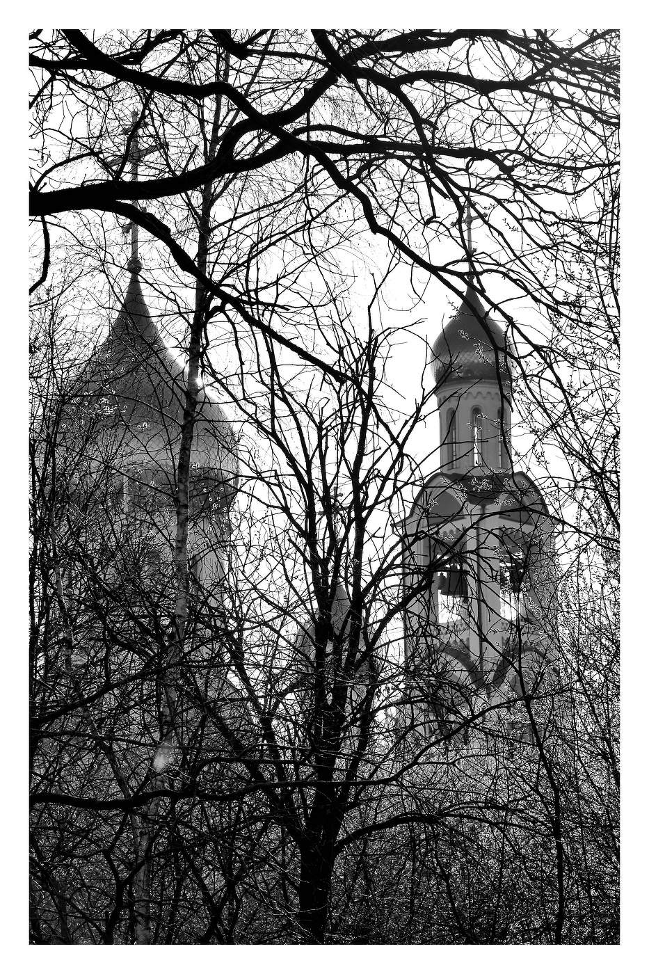 Сквозь крону ...