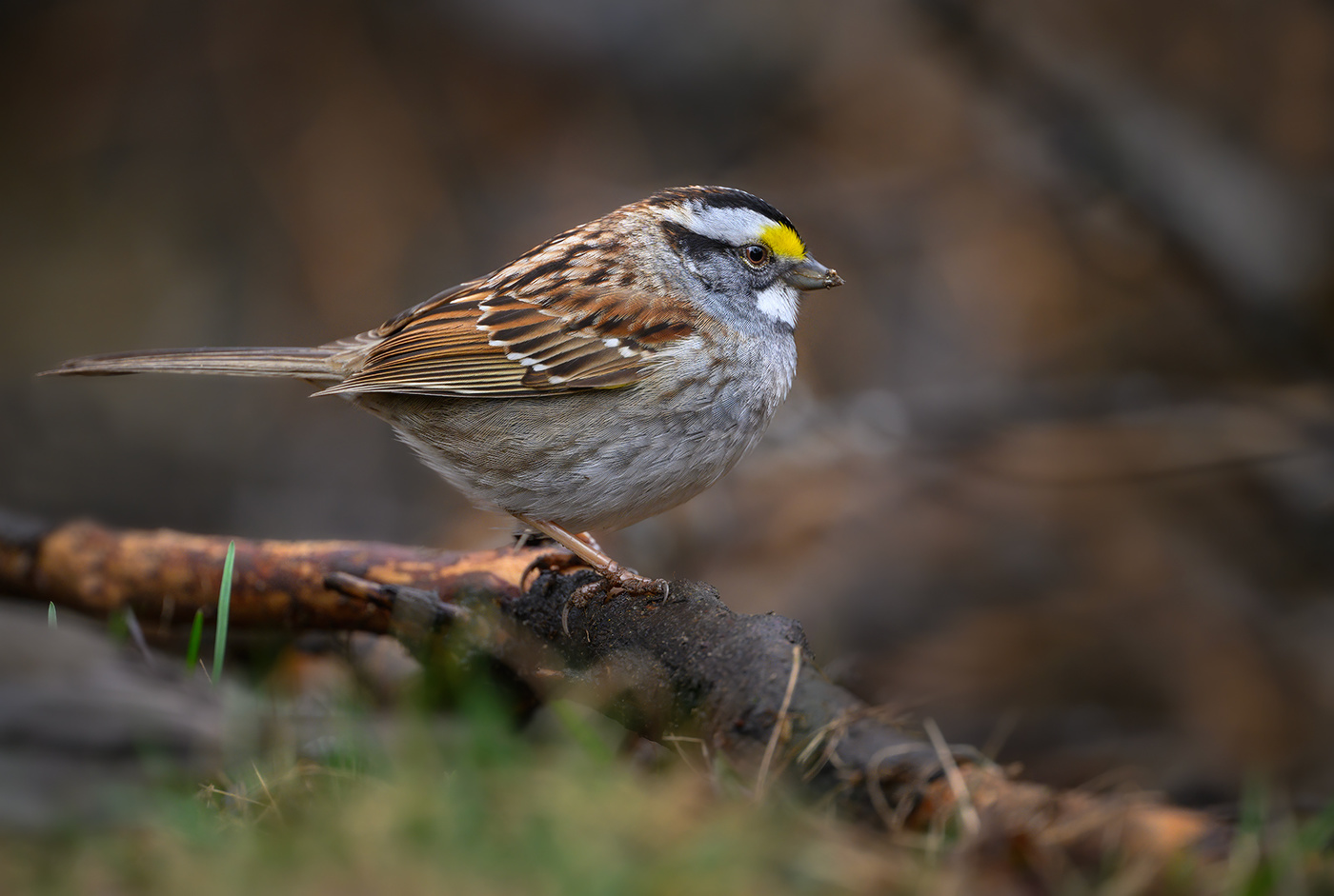 White-throated sparrow