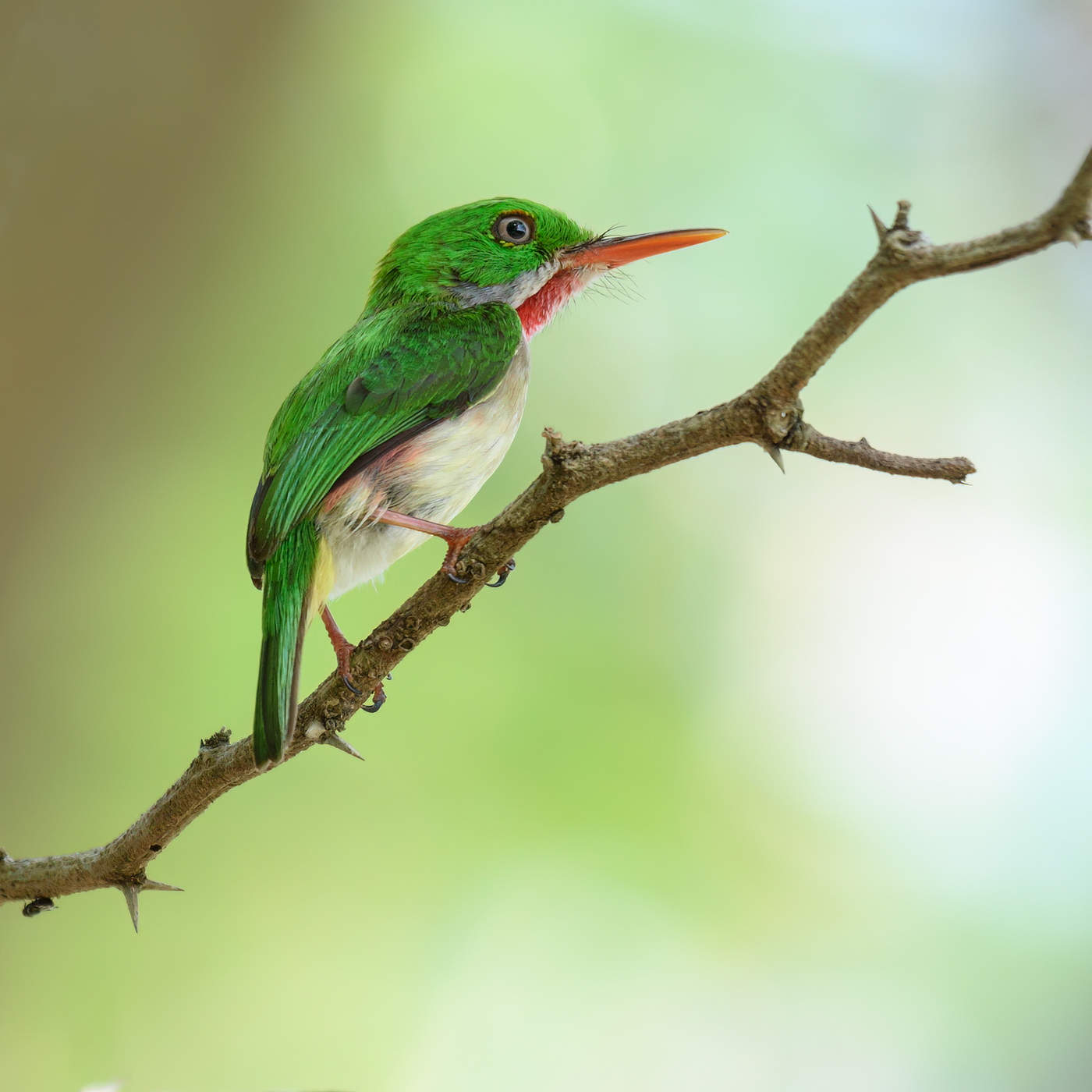 Broad-billed Tody