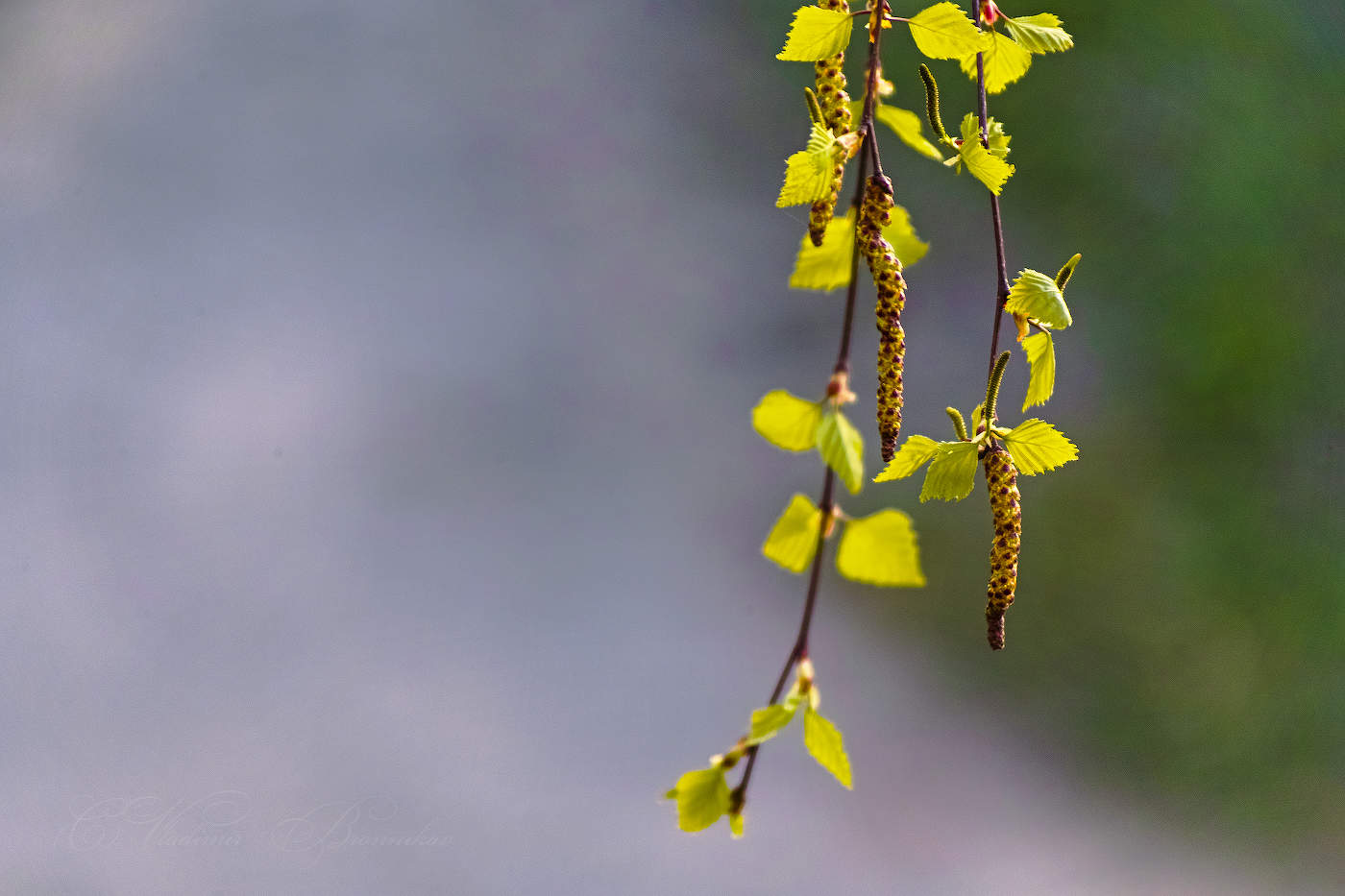 Весенние серёжки