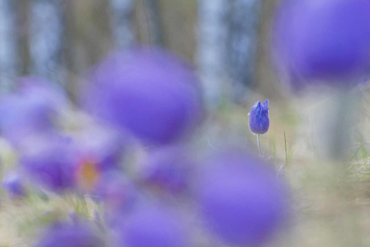 Весенняя лазурь