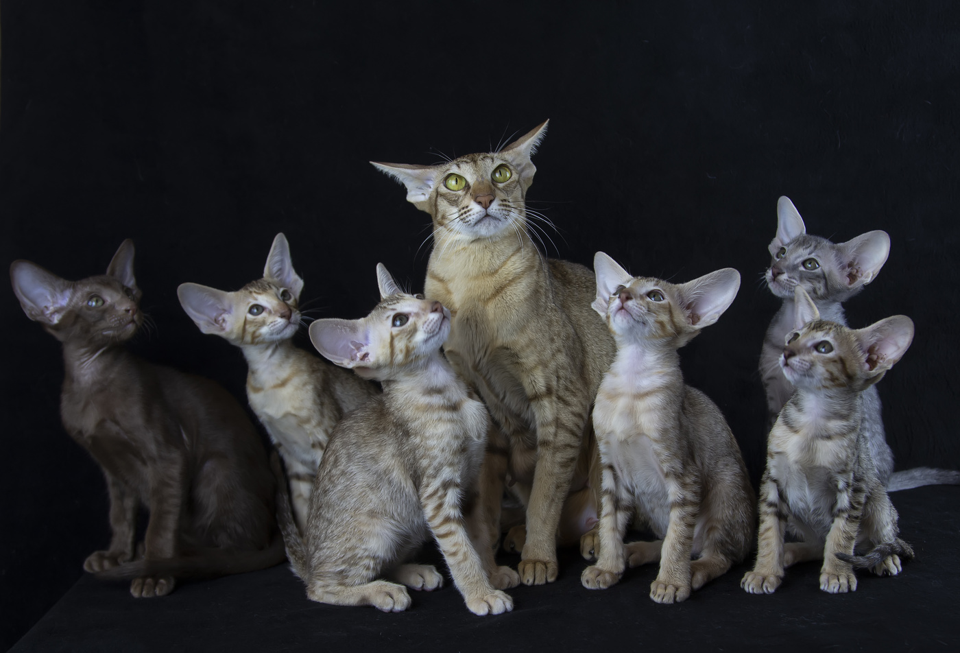 Ориентальчики