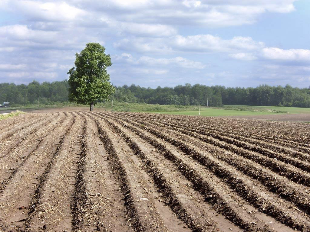 Во поле липа стояла