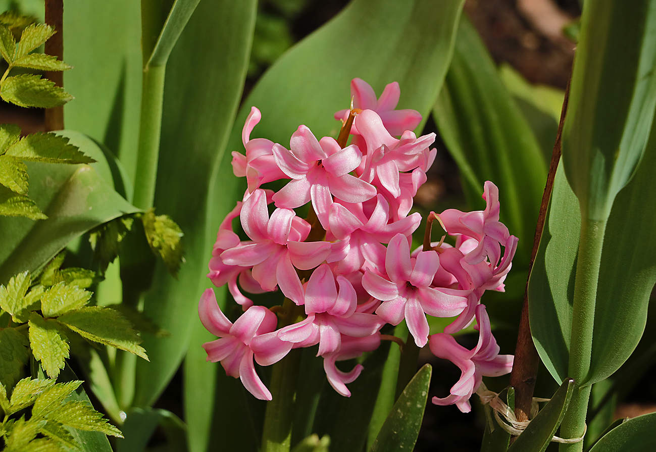 Весенняя красота