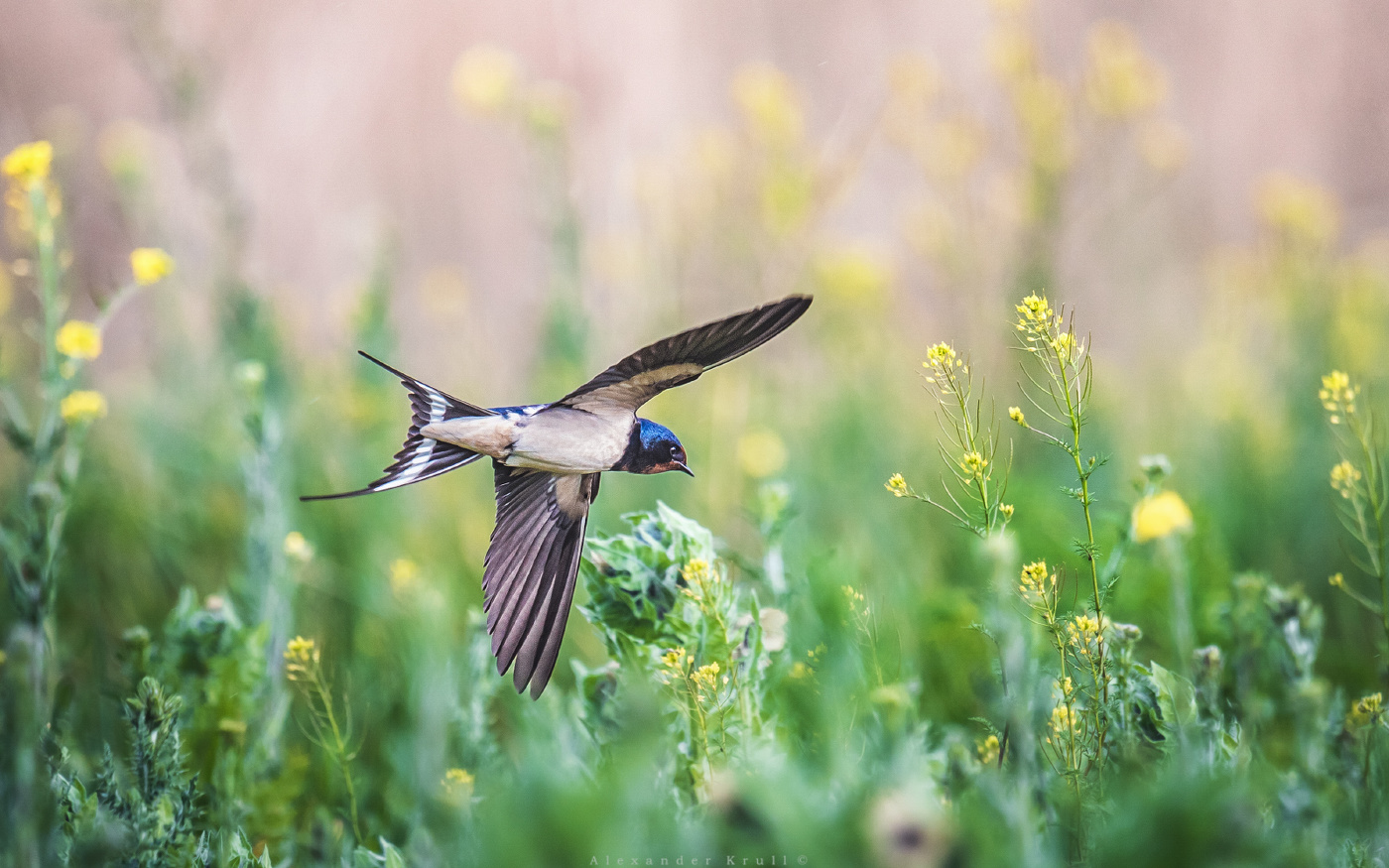 Низко-низко над травой