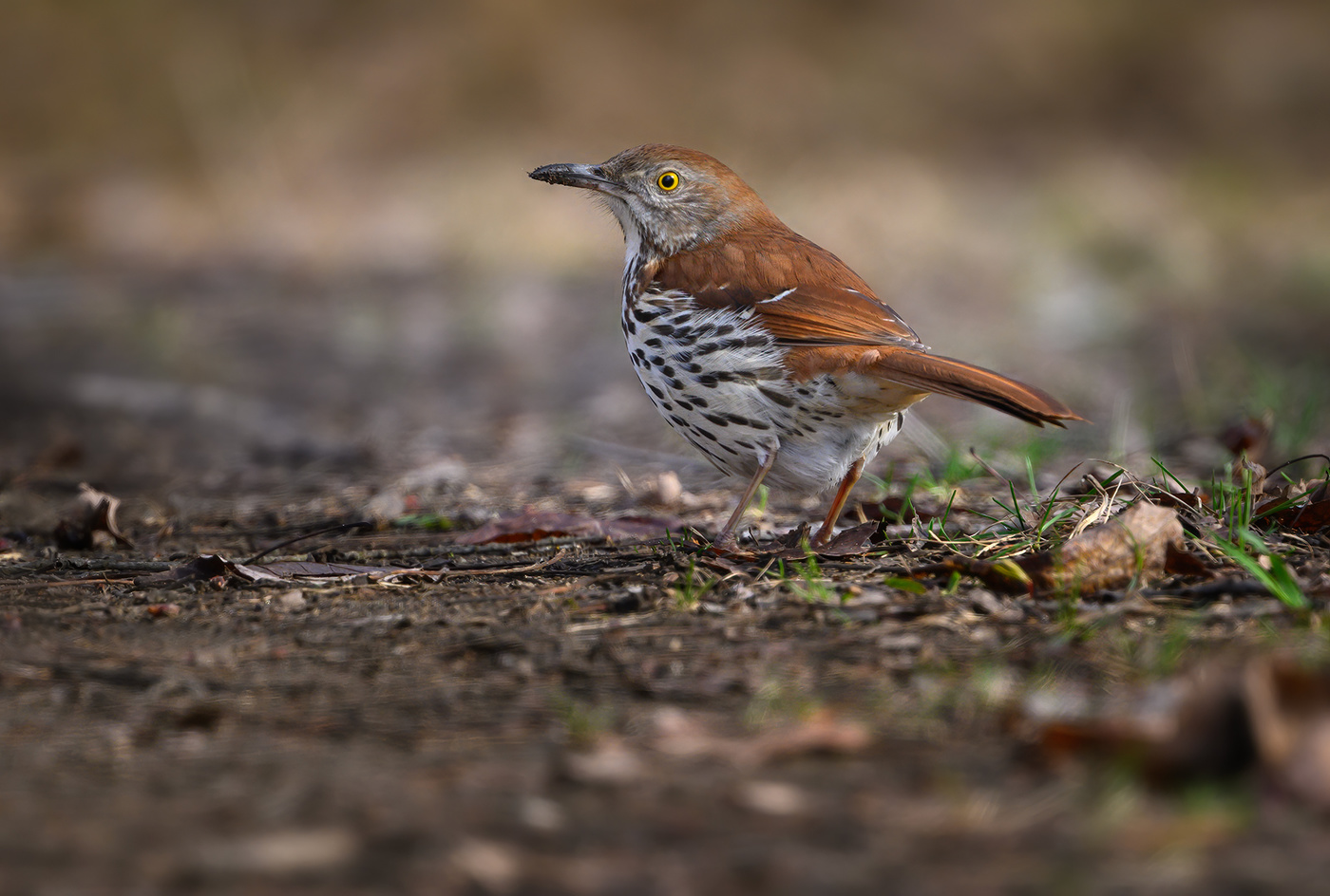 Brown thrasher
