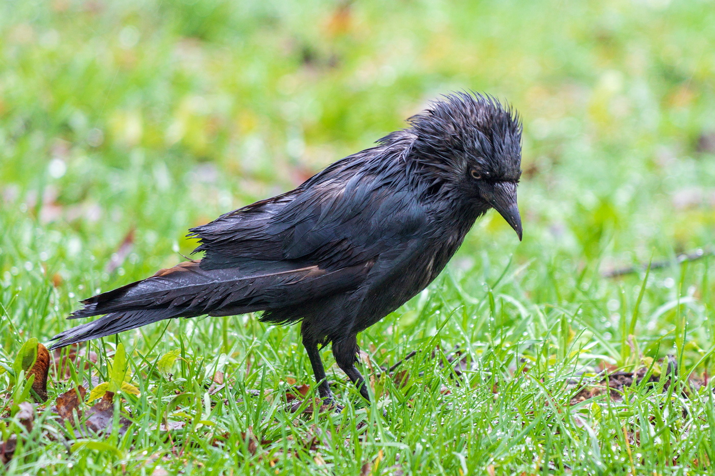 После дождя.