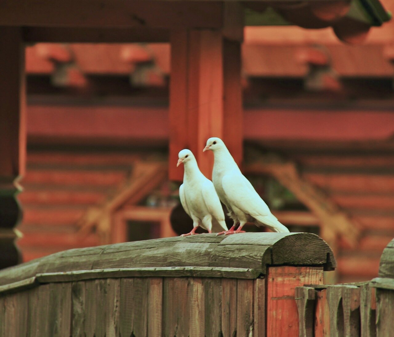 Влюблённые