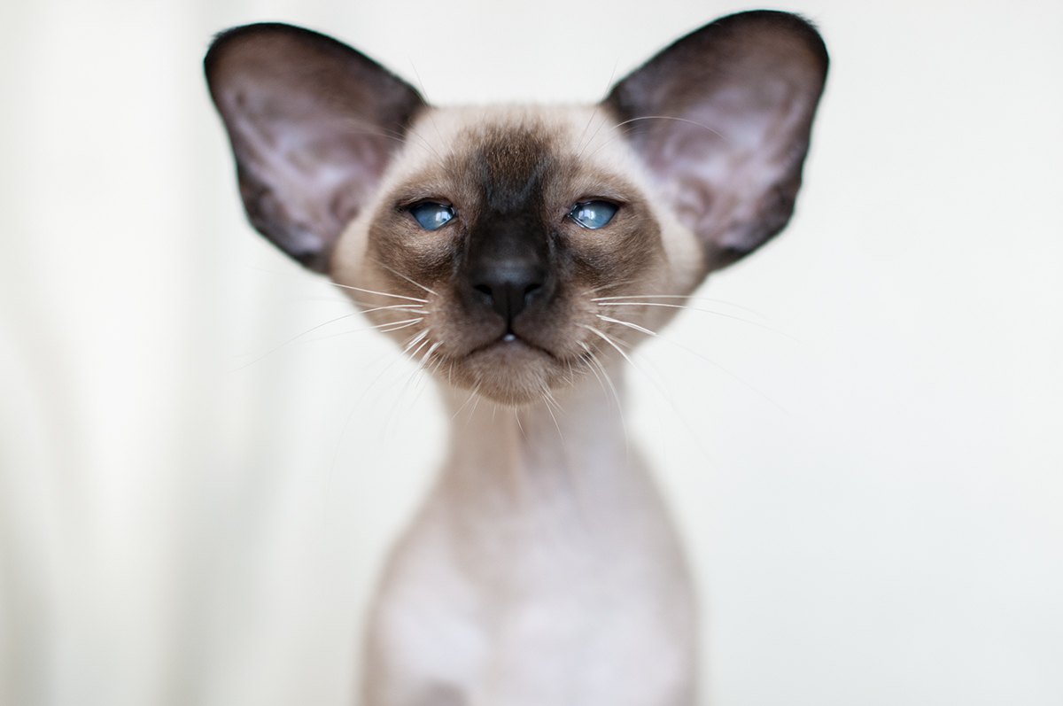 Котенок Гав