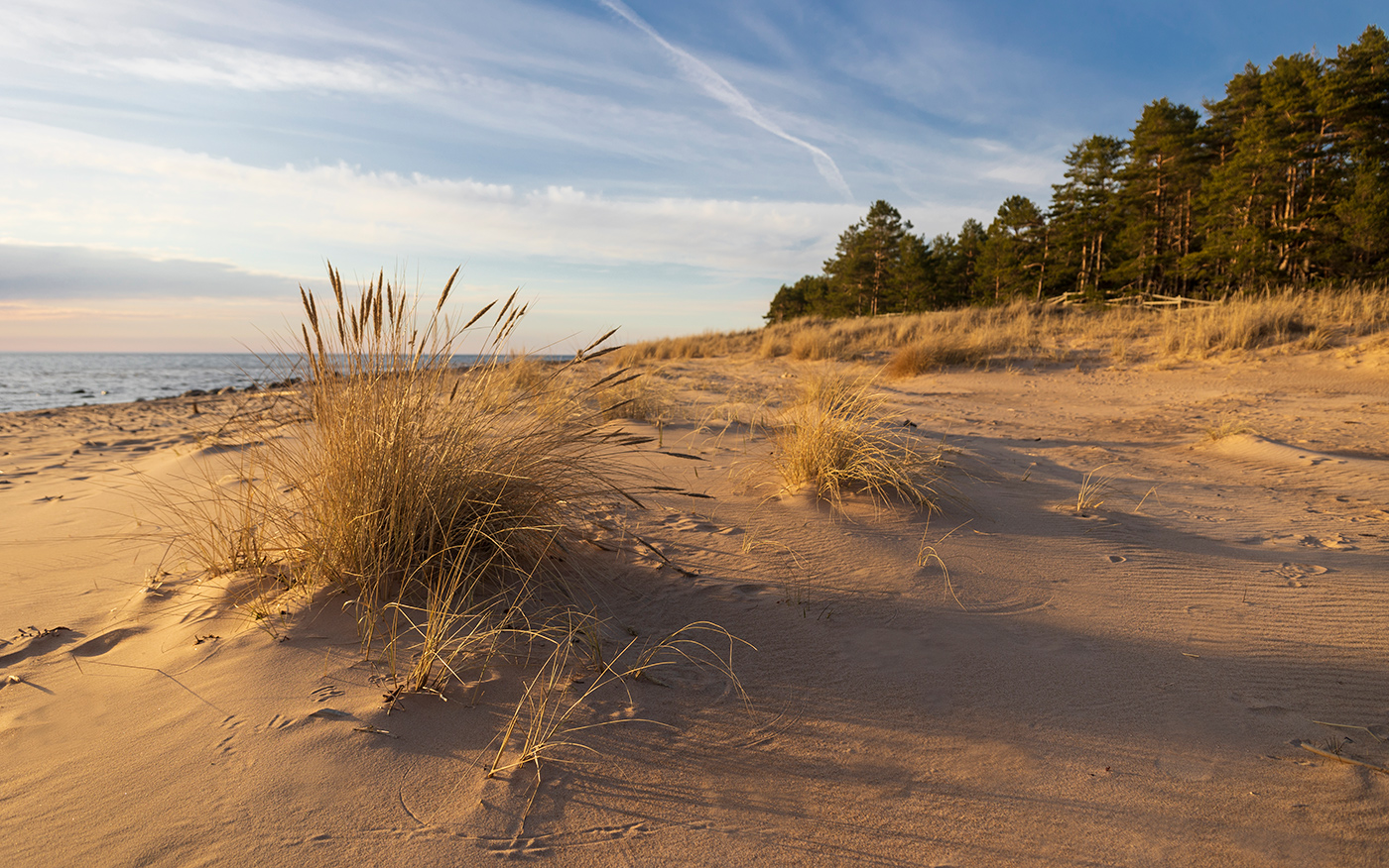 "Золото" Балтики