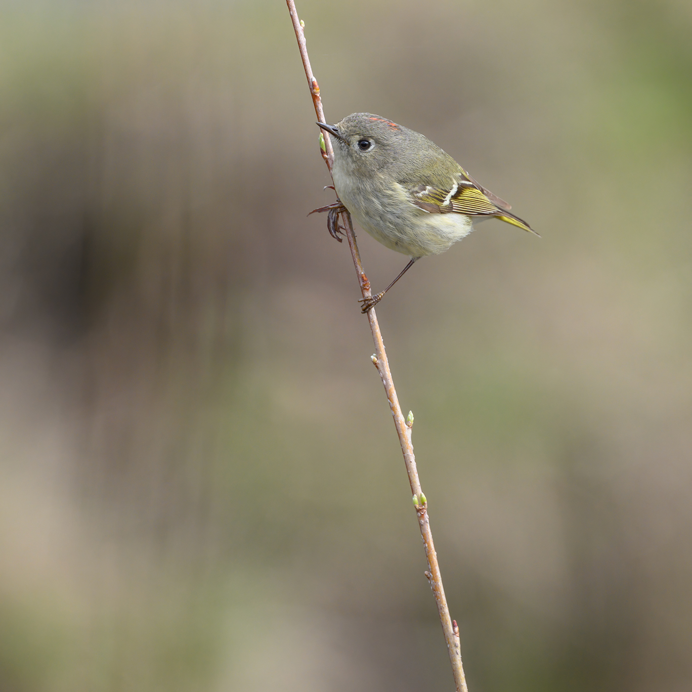 Ruby-crowned Kinglet