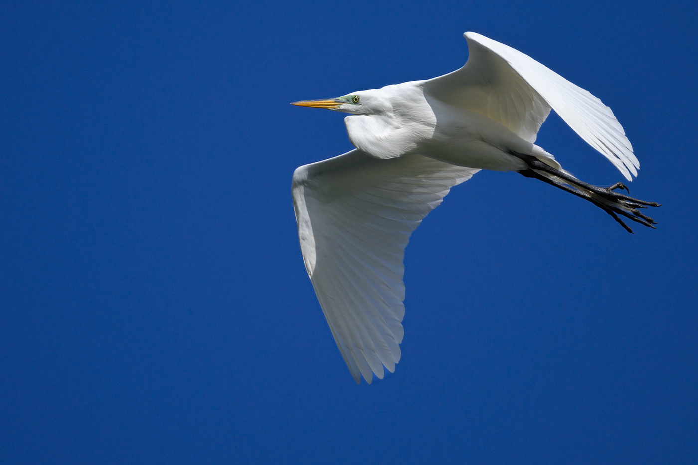 Great egret
