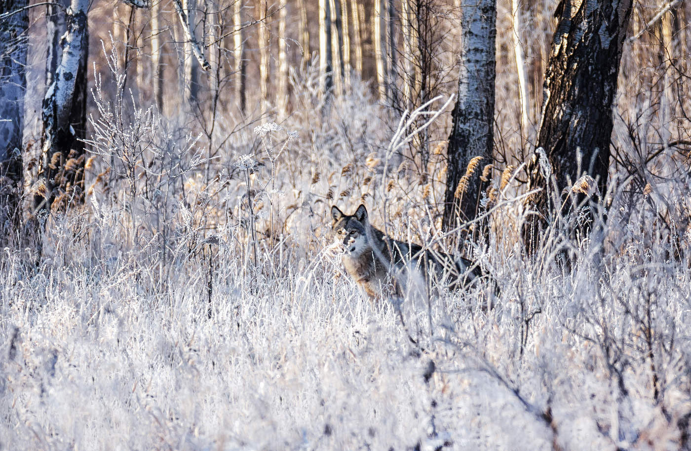 матёрый и осторожный