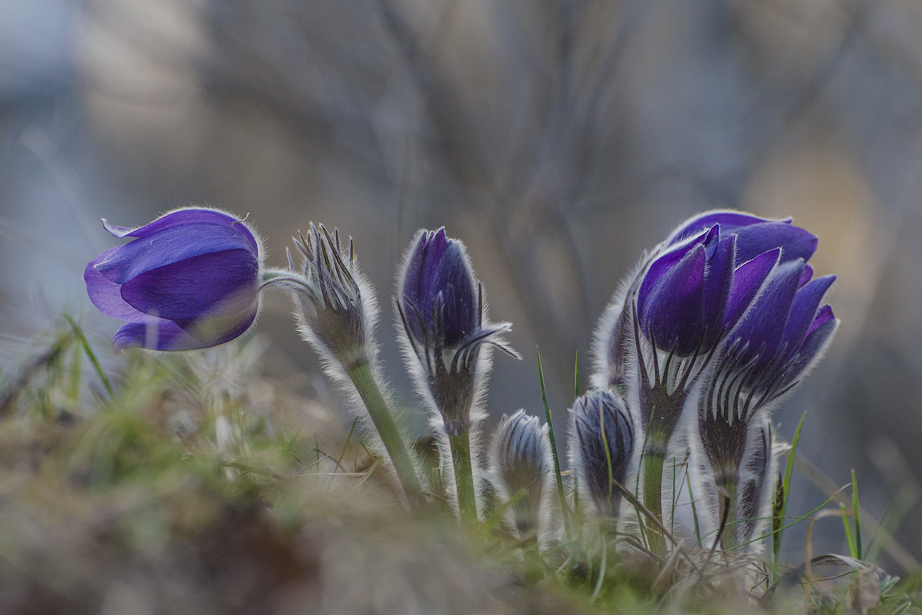 Сонное царство весны