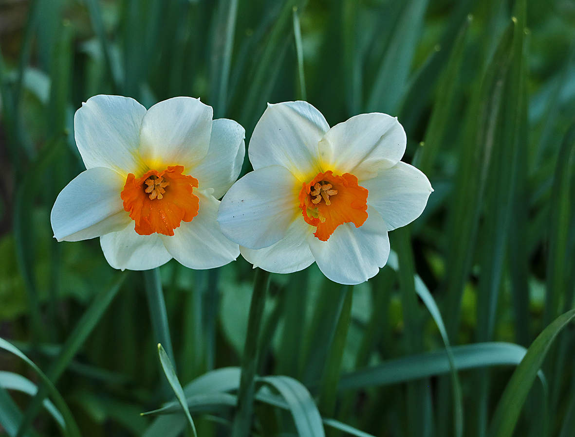 Сладкая парочка